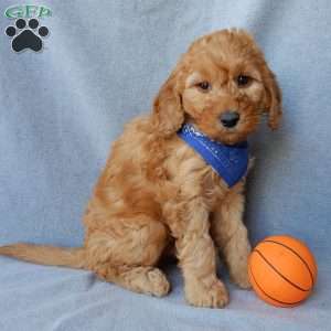Blake (medium), Goldendoodle Puppy